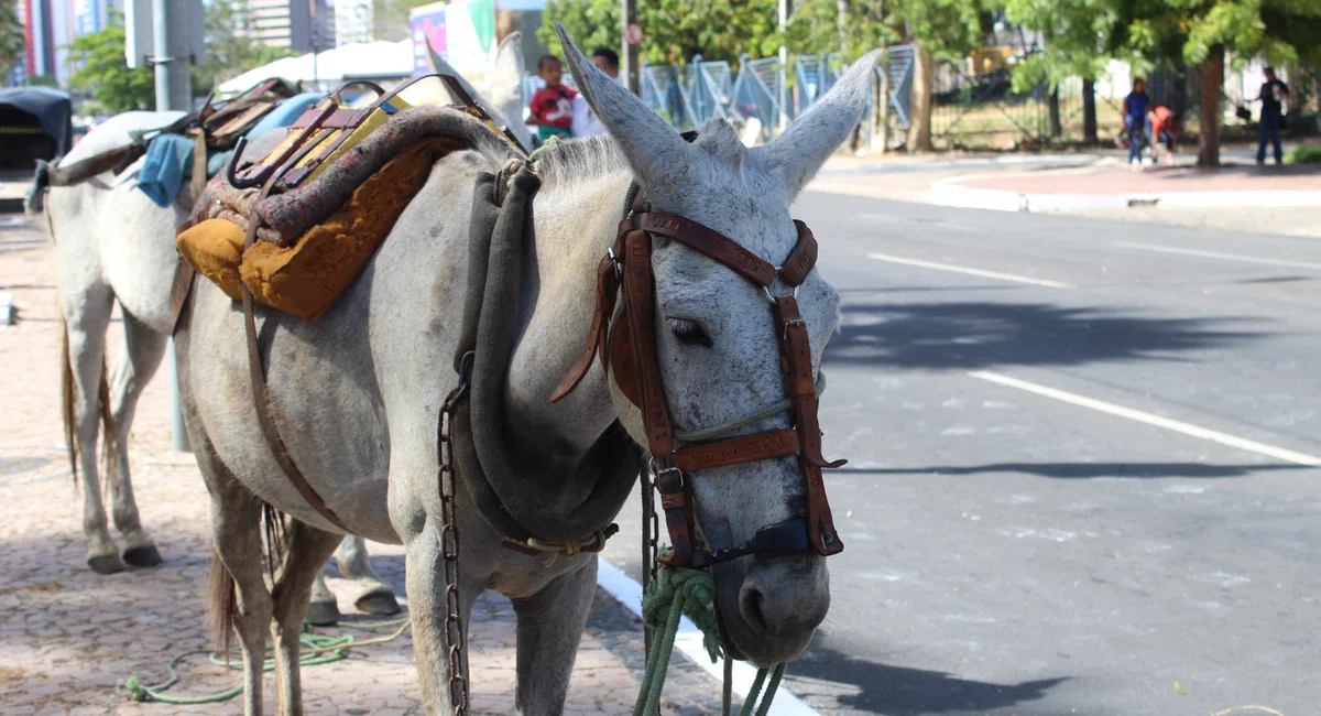 Manifestação dos Carroceiros em frente a Câmara municipal de Teresina