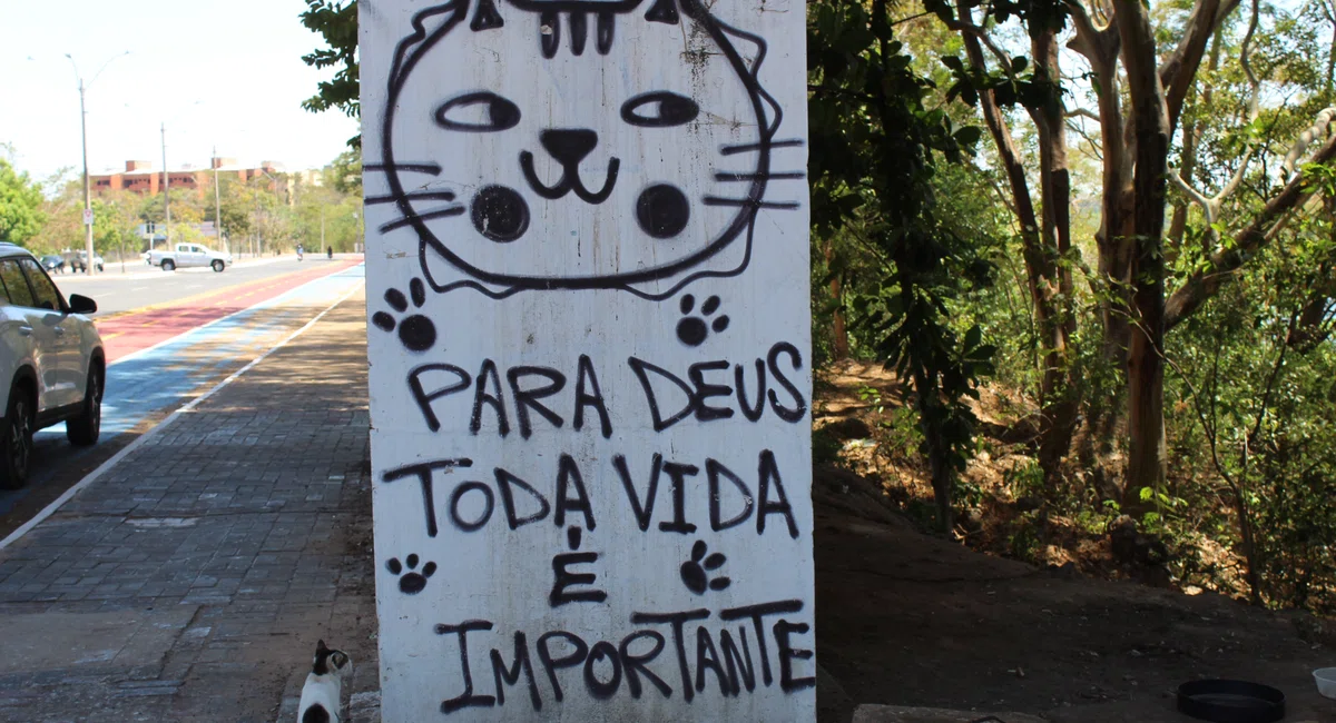 Abandono; animais; gatinhos; maus tratos