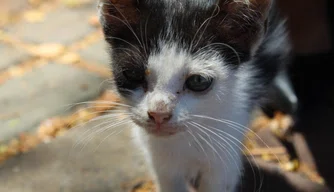 Abandono; animais; gatinhos; maus tratos