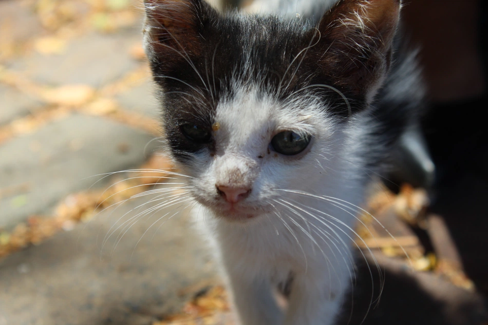 Abandono; animais; gatinhos; maus tratos