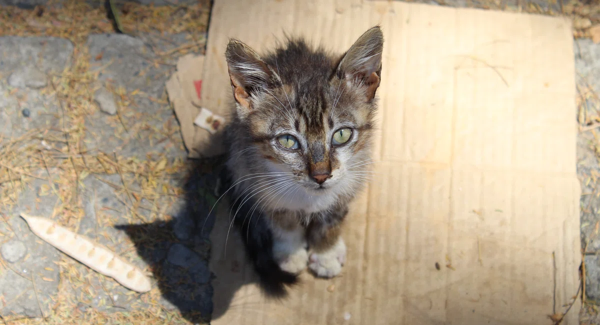 Gatinhos; abandono; maus tratos; animais