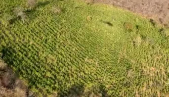 Plantação de maconha em Campinas do Piauí