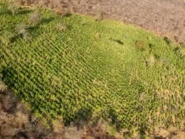 Plantação de maconha em Campinas do Piauí