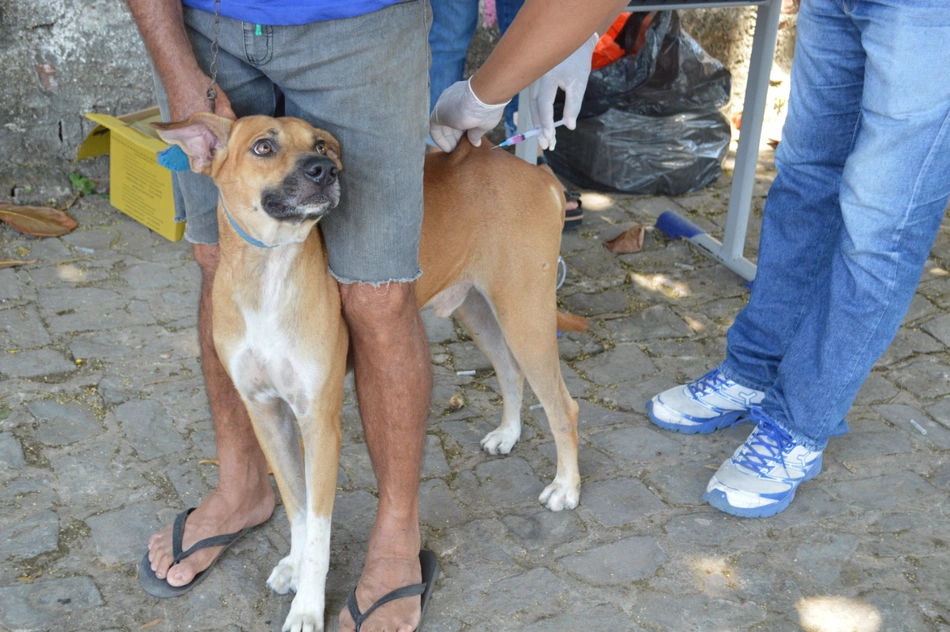 Vacinação de animais domésticos em Teresina.