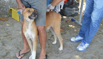 Vacinação de animais domésticos em Teresina.