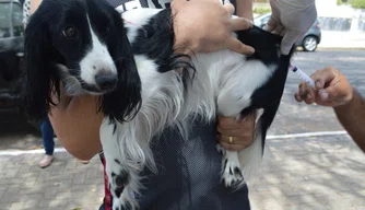 FMS vacina cães e gatos neste sábado com drive thru na Estaiada