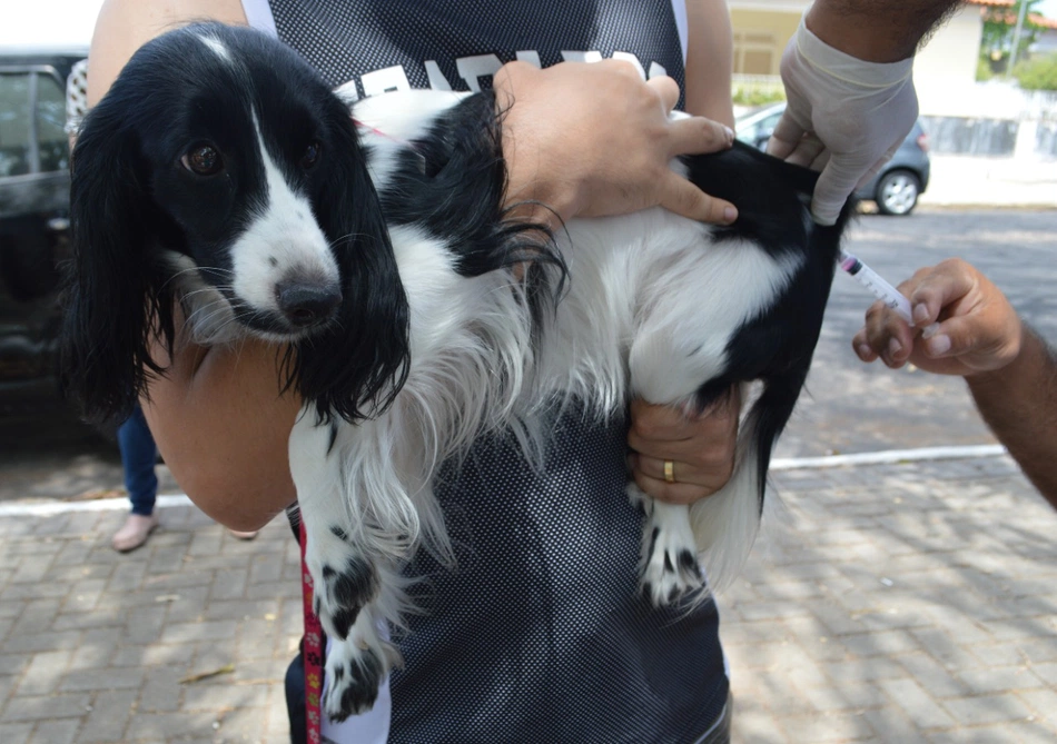 FMS vacina cães e gatos neste sábado com drive thru na Estaiada