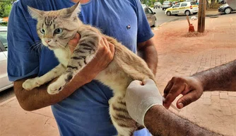 Etapa urbana de vacinação contra a raiva iniciam em Teresina