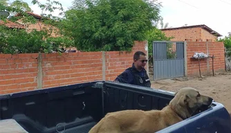 Guarda Municipal passa a atender flagrantes de maus-tratos à animais.