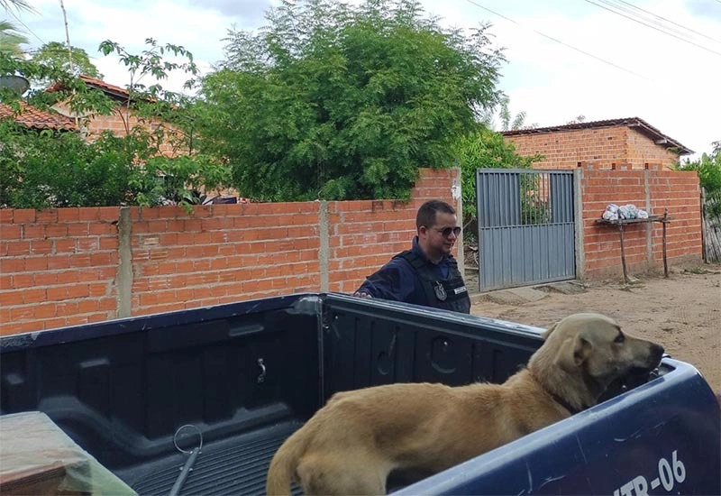 Guarda Municipal passa a atender flagrantes de maus-tratos à animais.