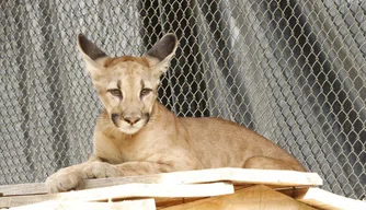 Onça suçuarana foge do Bioparque Zoobotânico em Teresina