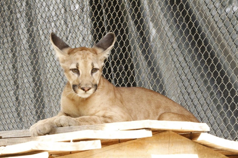 Onça suçuarana foge do Bioparque Zoobotânico em Teresina