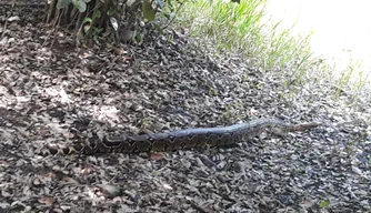 Cobra é encontrada em casa de Campo Maior.