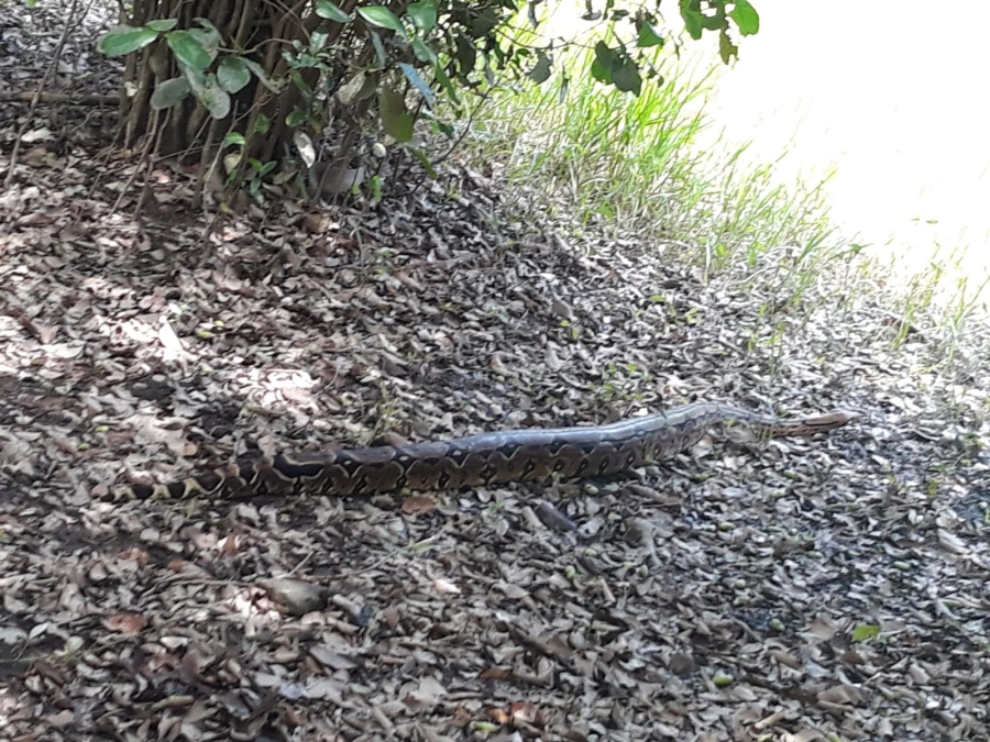 Cobra é encontrada em casa de Campo Maior.