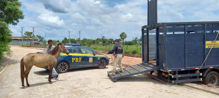 Operação Armentum apreende 18 animais em rodovias federais do Piauí.