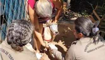 FMS inicia encoleiramento de cães nessa quarta-feira em Teresina.