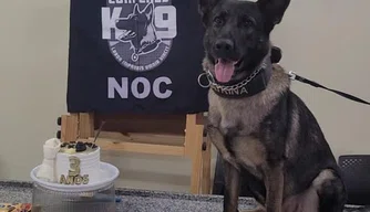 Cadela Catrina da Polícia Civil do Piauí ganha festa de aniversário.