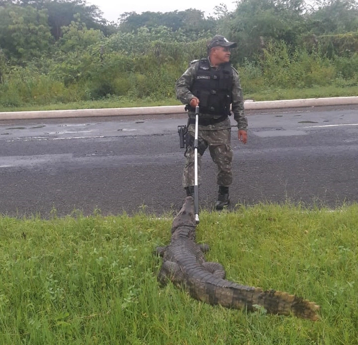 Polícia Ambiental realiza resgate de animais silvestres em Teresina.