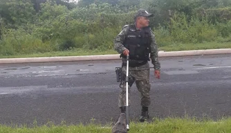 Polícia Ambiental realiza resgate de animais silvestres em Teresina.