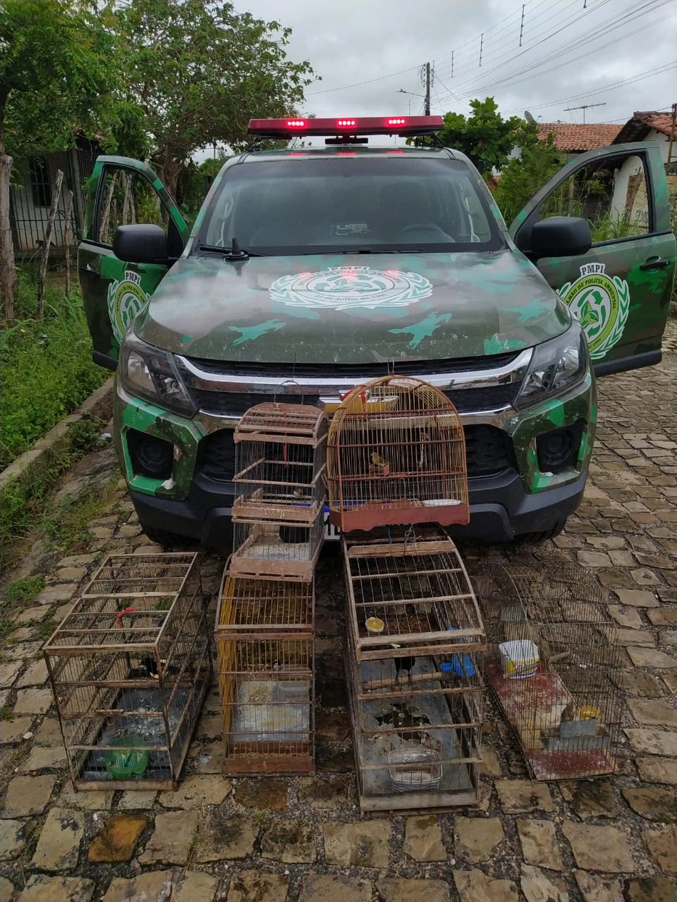 Apreensão de aves silvestres em Teresina.