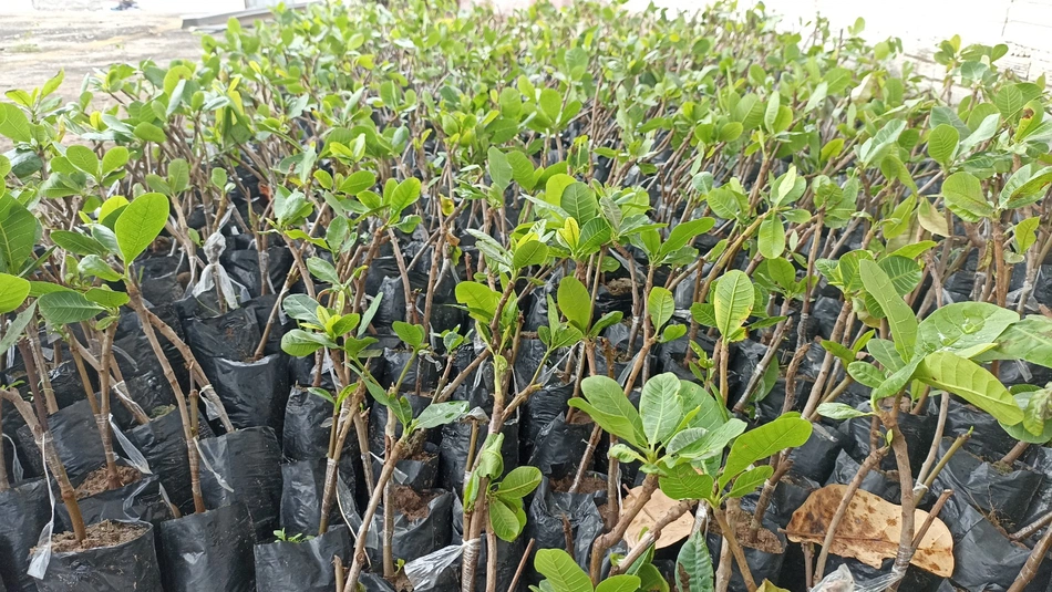 Distribuição de mudas de caju a agricultores em Cocal