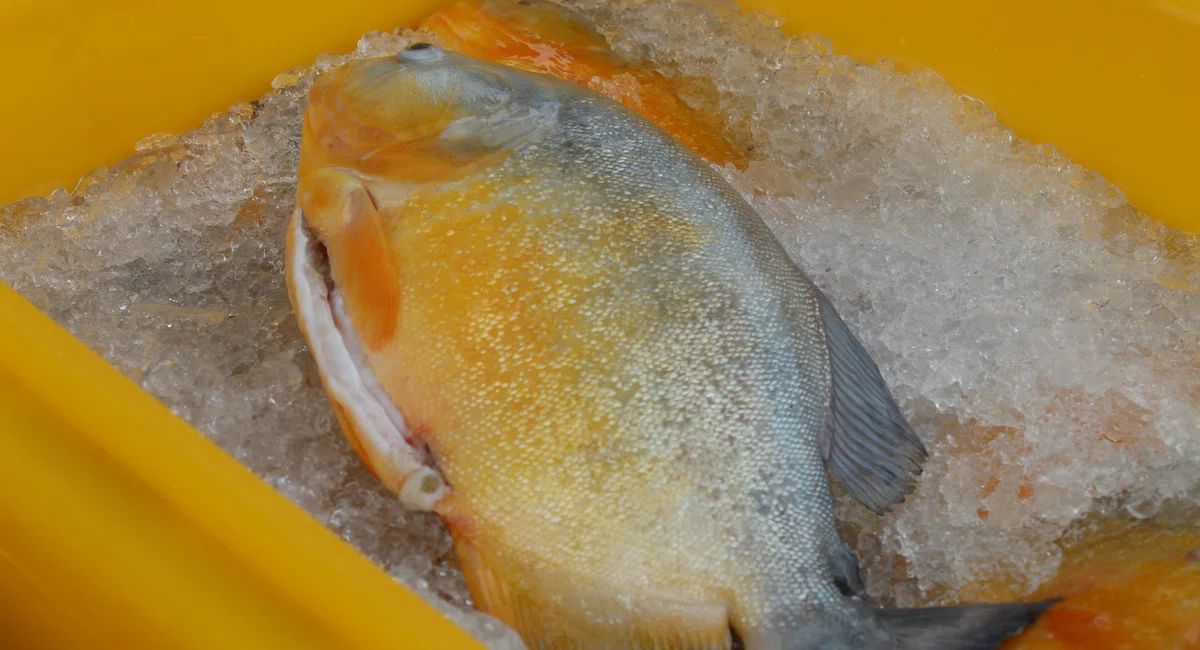 Vendas no Mercado do Peixe na Semana Santa