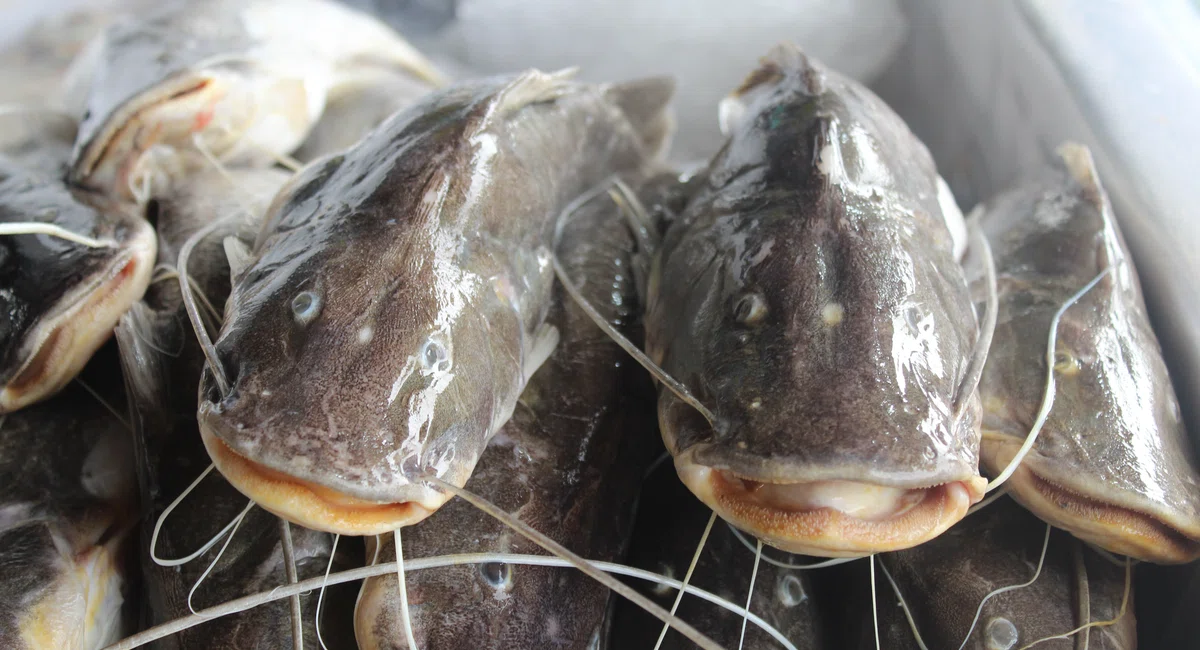 Vendas no Mercado do Peixe na Semana Santa