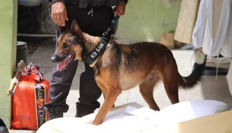 Cachorro K-9 SAM