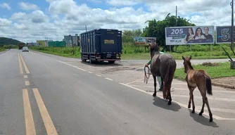 PRF-PI recolhe 22 animais em 2ª etapa do Operação  Armentum