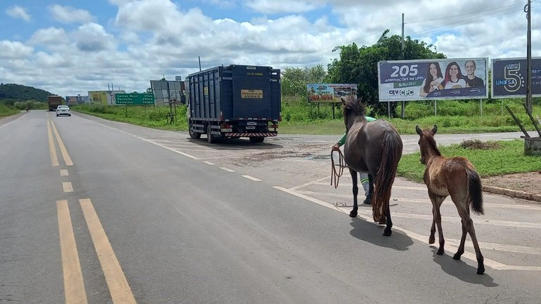 PRF-PI recolhe 22 animais em 2ª etapa do Operação  Armentum