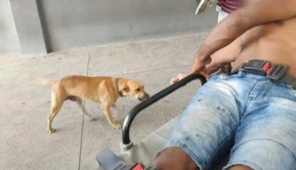 Cachorro segue dono atropelado até o hospital