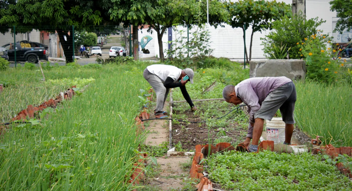 Horticultores da Horta do Dirceu