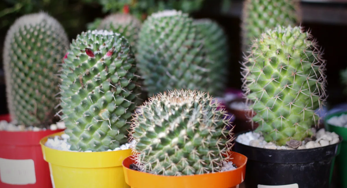 Cactos no Shopping Natureza