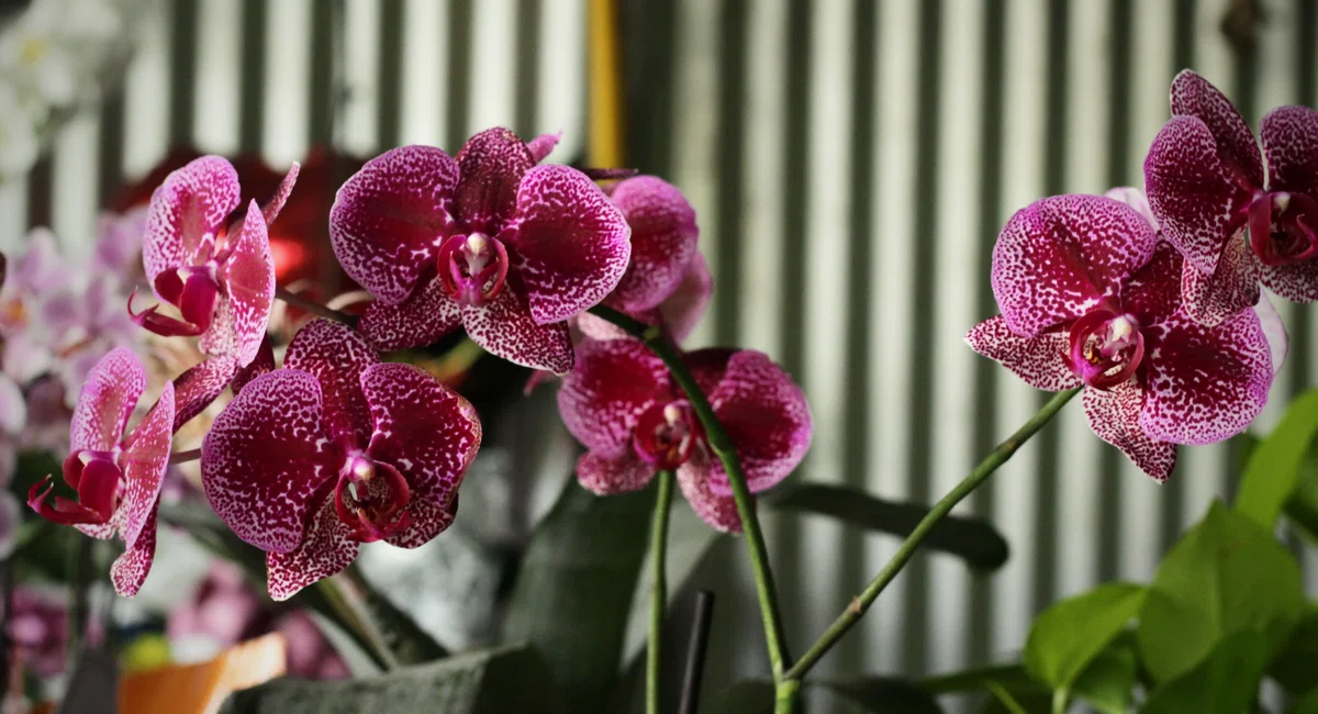 Flores no Shopping Natureza