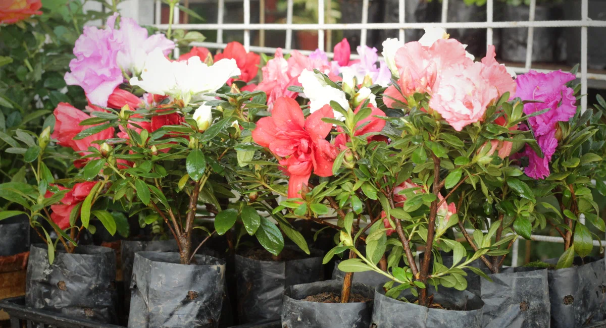 Flores no Shopping Natureza