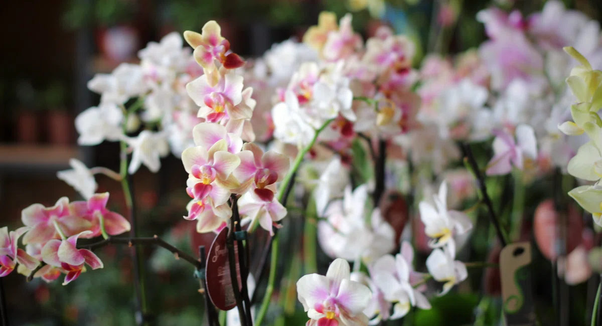 Flores no Shopping Natureza