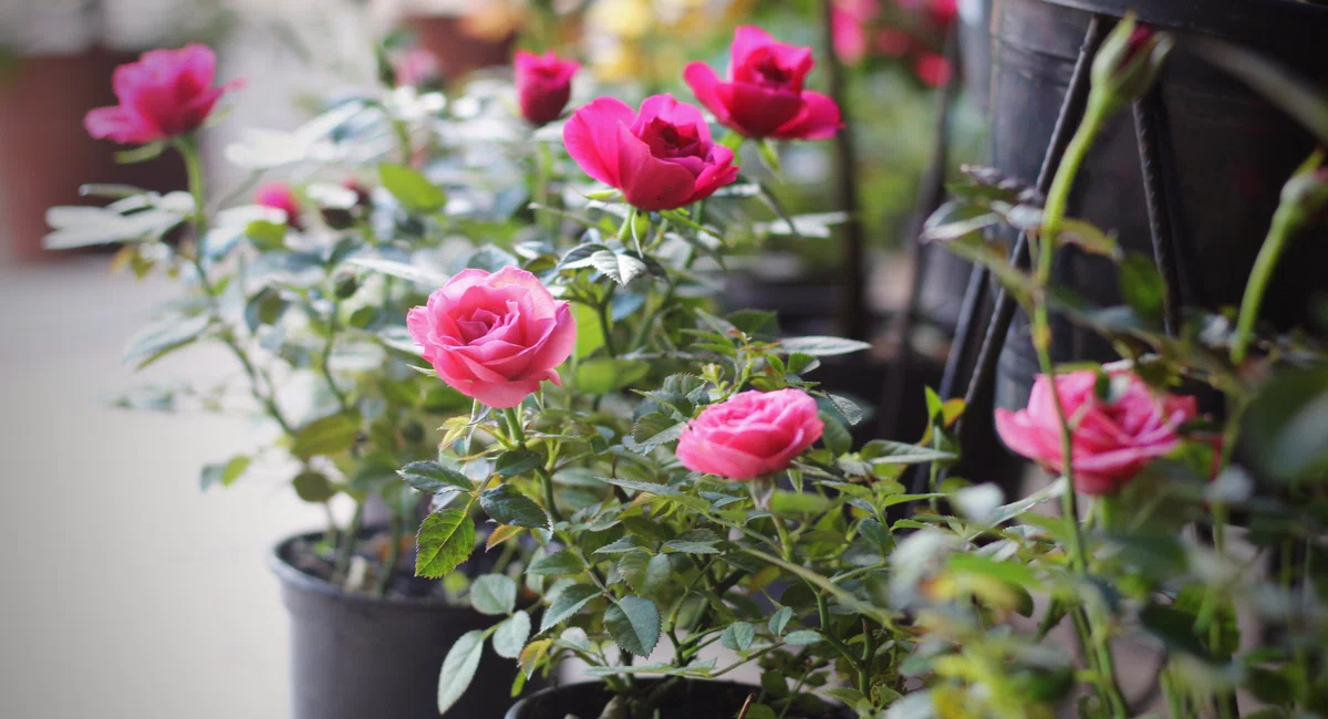 Flores no Shopping Natureza