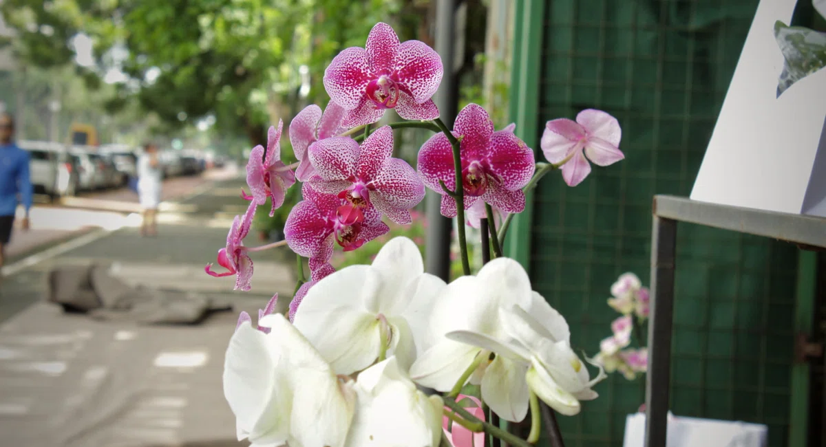 Flores no Shopping Natureza