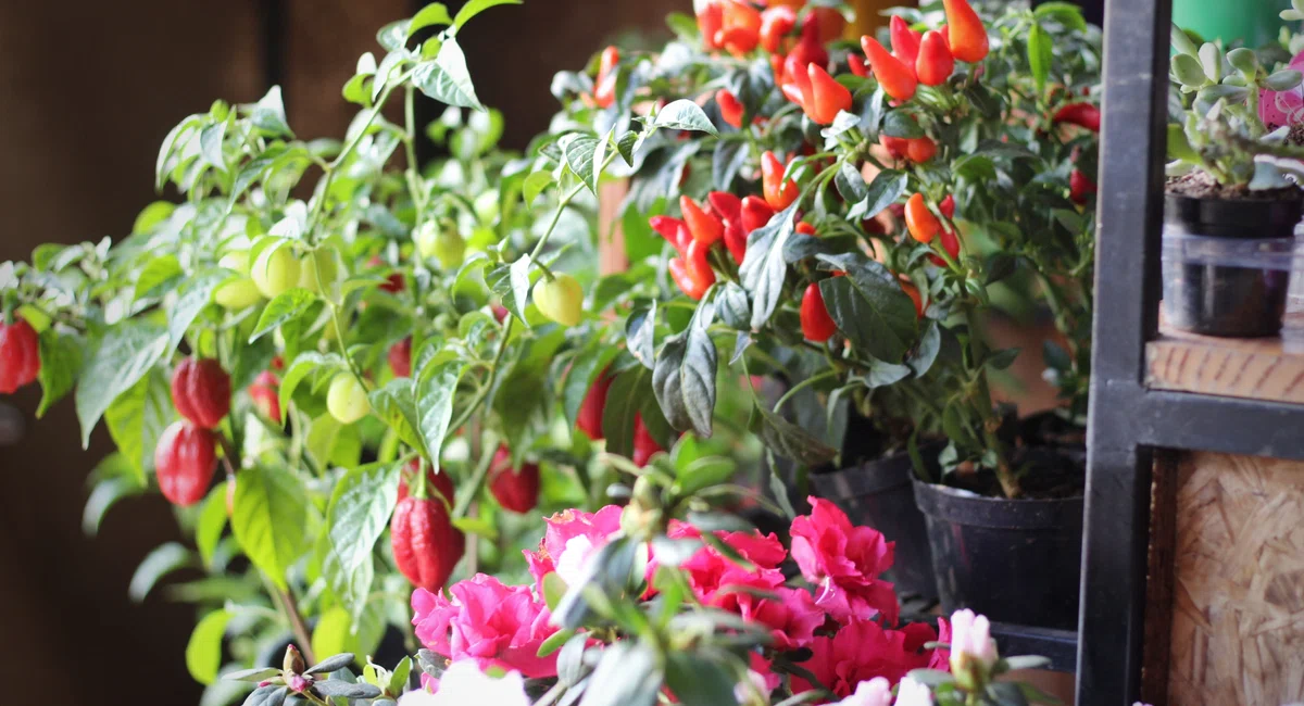 Plantas no Shopping Natureza