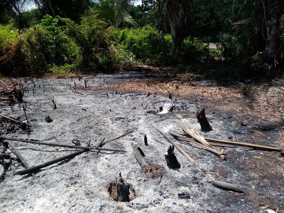 Área de vegetação queimada