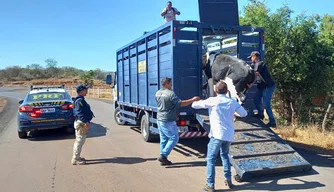 PRF retira animais das rodovias