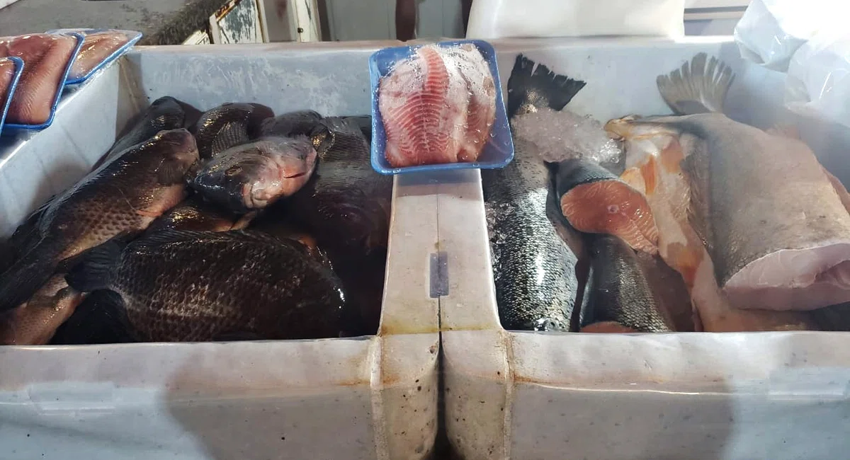 Venda de pescado sofre queda no Mercado do Peixe em Teresina