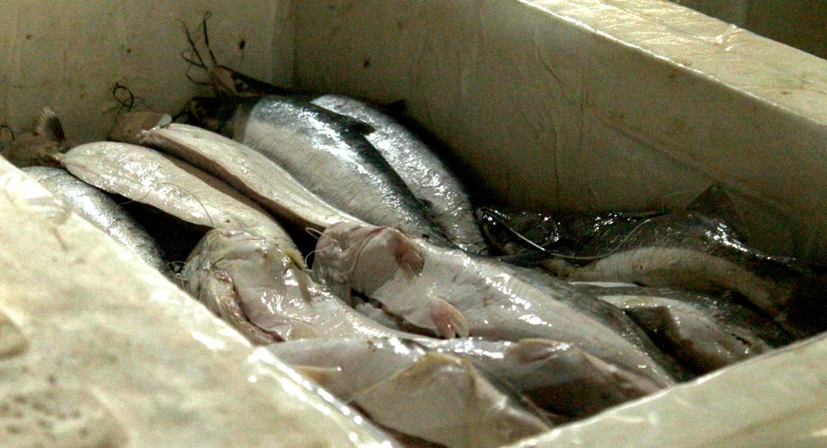 Venda de pescado sofre queda no Mercado do Peixe em Teresina