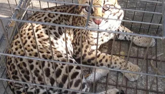 Jaguatirica capturada na zona rural de José de Freitas.