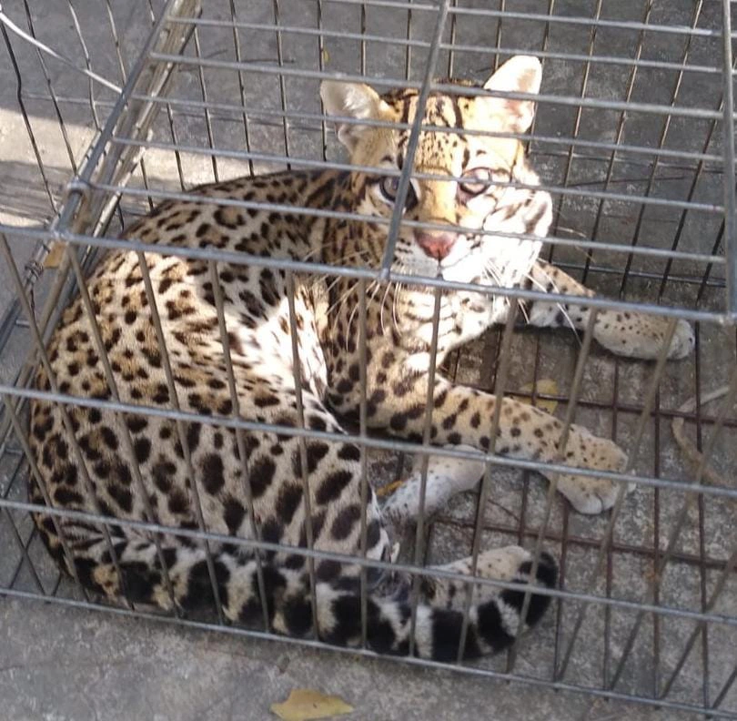 Jaguatirica capturada na zona rural de José de Freitas.