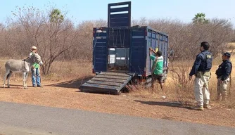 Operação da PRF retira animais soltos de rodovias