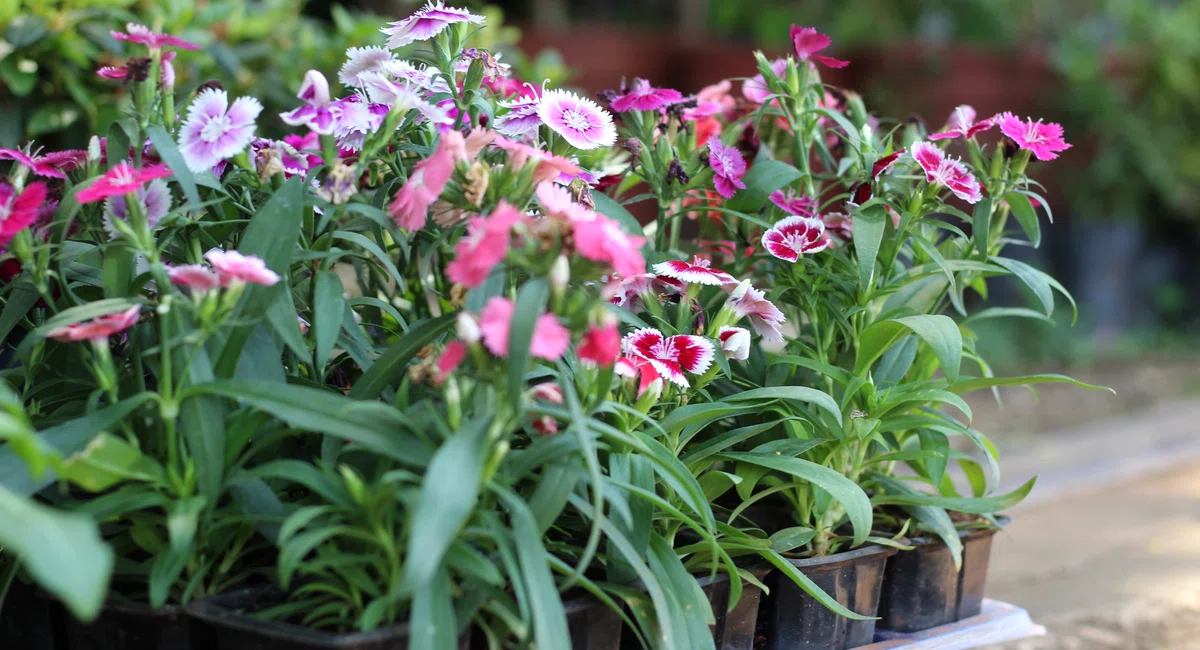 Flores no Shopping Natureza