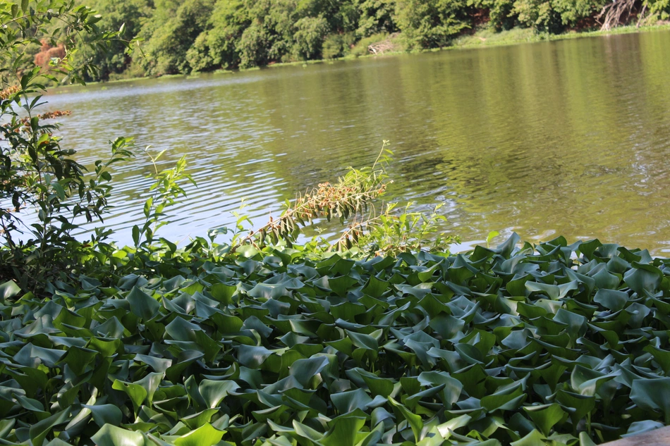 Aguapés no Rio Poti em Teresina