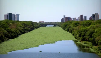 Aguapés no Rio Poti em Teresina