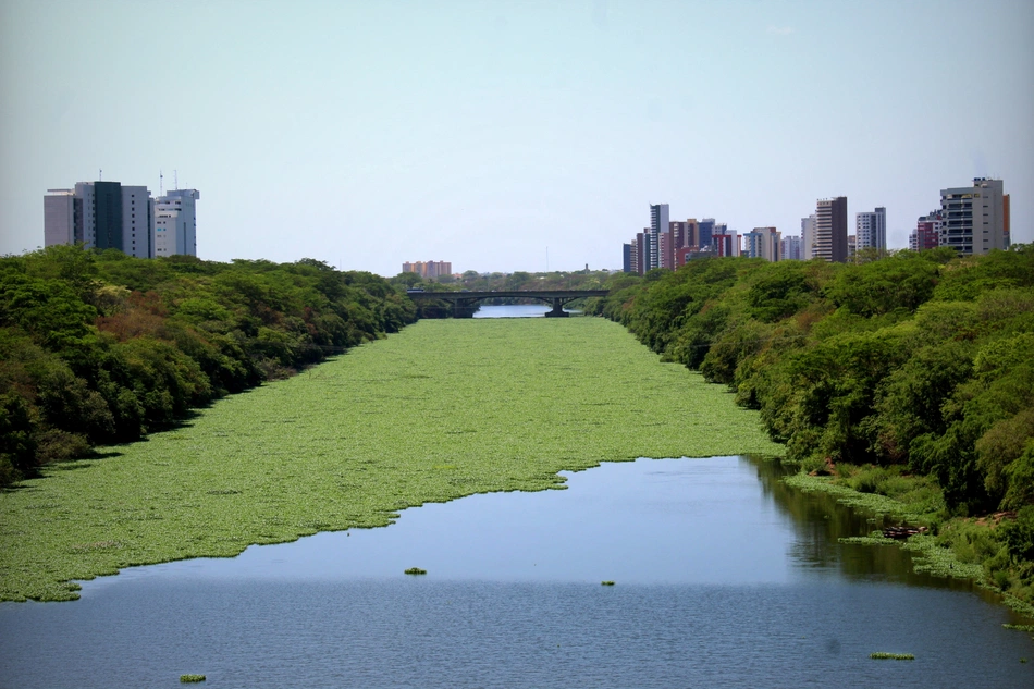 Aguapés no Rio Poti em Teresina